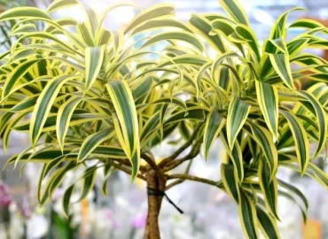 Pleomele com folhas verdes e amarelas em ambiente iluminado