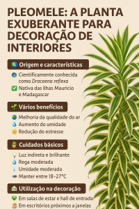 Resumo sobre Pleomele: origem, benefícios, cuidados e decoração.