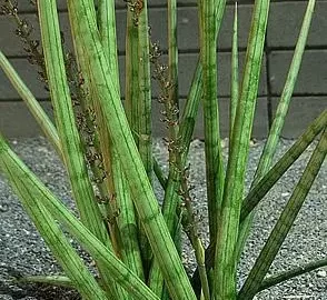 Planta lança de são jorge com folhas eretas em ambiente externo