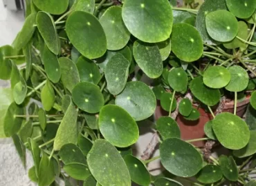Planta pilea com folhas redondas e verdes em vaso interno