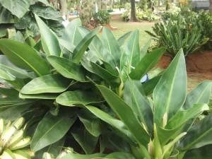 Planta Pacová (Philodendron martianum) com folhas verdes brilhantes em ambiente natural