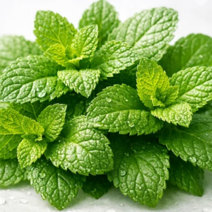 folhas de hortelã verde