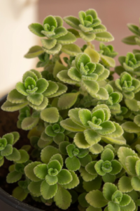 Planta Malvariço hortelã-grossa